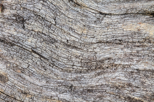 Tekstura drewna kory