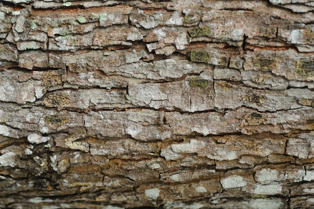 tekstura drzewa macrophlla swietenia