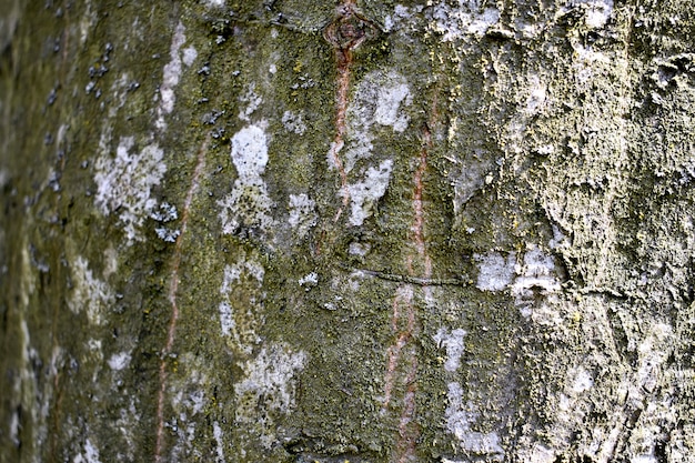 Tekstura drzewa