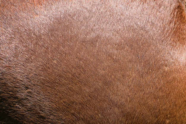 Tekstura futra konia w kolorze brązowym