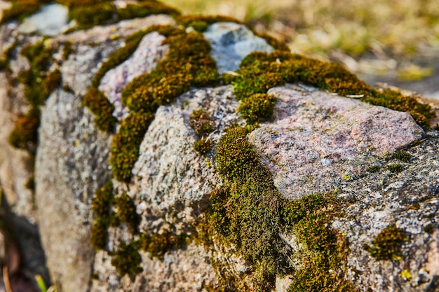 Tekstura granitu i szczegóły mchów w naturalnym świetle