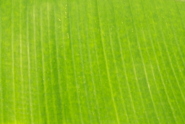 Tekstura i tło banana zieleni liść