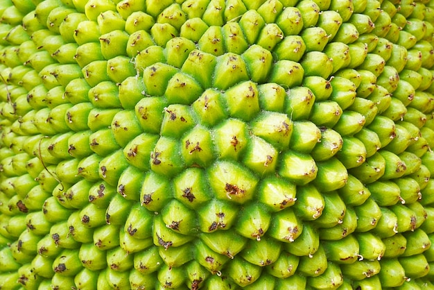 Zdjęcie tekstura jackfruit