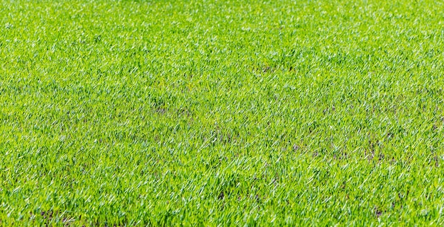 Tekstura jasnozielonej trawy przy słonecznej pogodzie