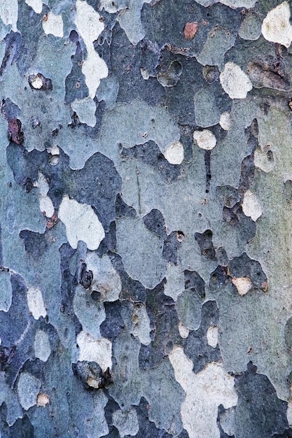 Tekstura Kora drzewa