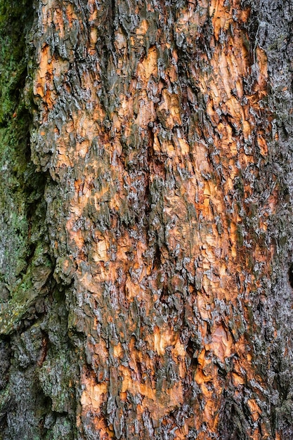 Tekstura kory drzewa czerwona sosna w świetle słonecznym zbliżenie Pomysł na naturalne tło