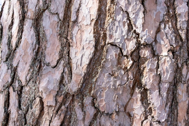 Tekstura kory drzewa iglastego Naturalne tło