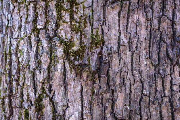 Tekstura kory drzewa Tło z drewna dębowego Stary wzór pnia Szorstka drewniana skóra zbliżenie