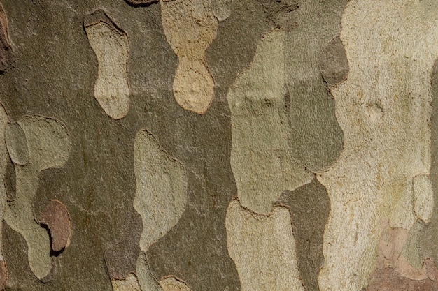 Tekstura kory drzewa z bliska