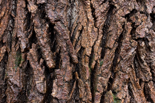 Tekstura kory drzewa zbliżenie, naturalne tekstury drewna.