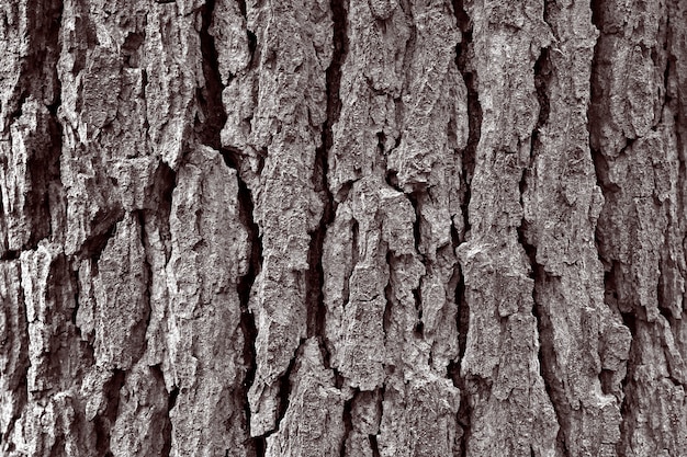 Tekstura kory drzewa.