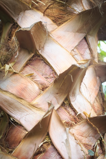 Tekstura kory palmy Naturalne tło Zbliżenie do wstawiania tekstu