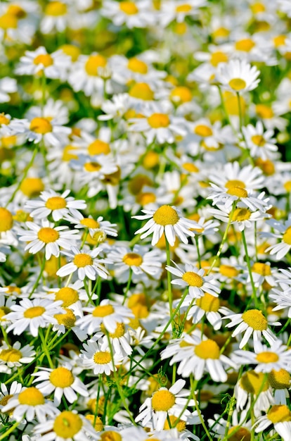 Tekstura kwiatów biały rumianek medyczny