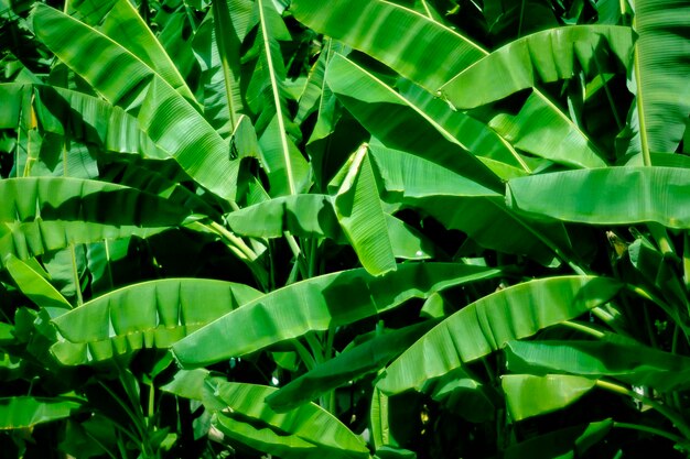 Tekstura liści bananów tropikalnych duże liście palmowe natura ciemnozielone tło tekstura liści tropikalnych w ogrodzie abstrakcyjne zielone liście duże liście palm