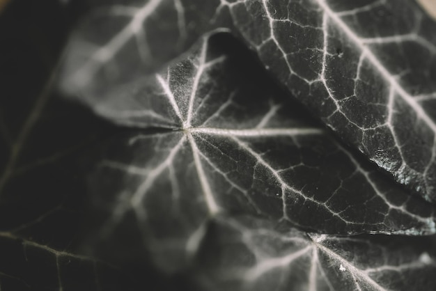 Tekstura liści bluszczu, tło liścia bluszczu, szczegółowa tekstura powierzchni liści z systemem kapilarnym