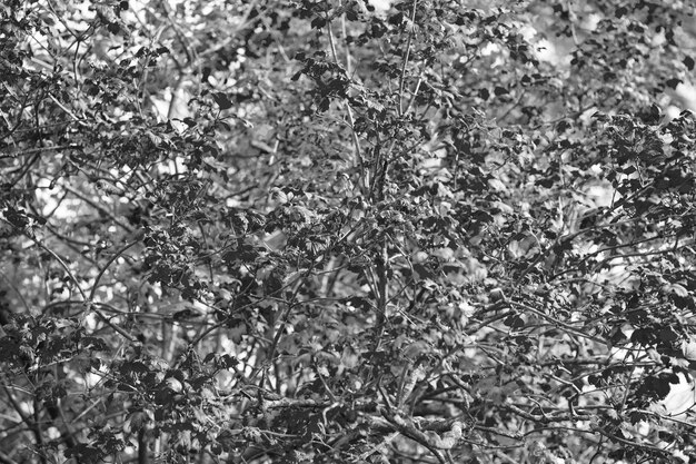 Zdjęcie tekstura liści klon czerwony jesień nadchodzi wibrujące liście klonu z bliska kwiatowy wzór projekt tekstura klonu jasny sezon jesienny jesienne tło oddział liście klonu tło