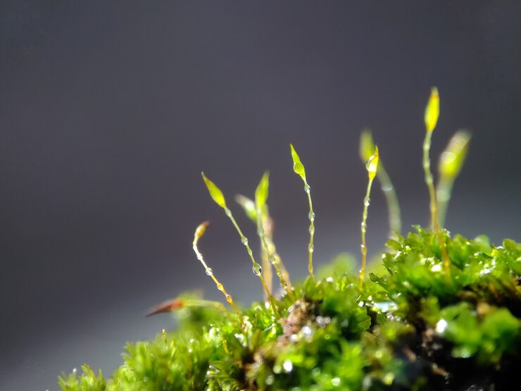 Tekstura Makro Moss I Kropli