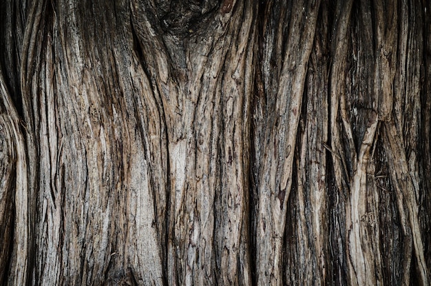 tekstura powierzchni drzewa