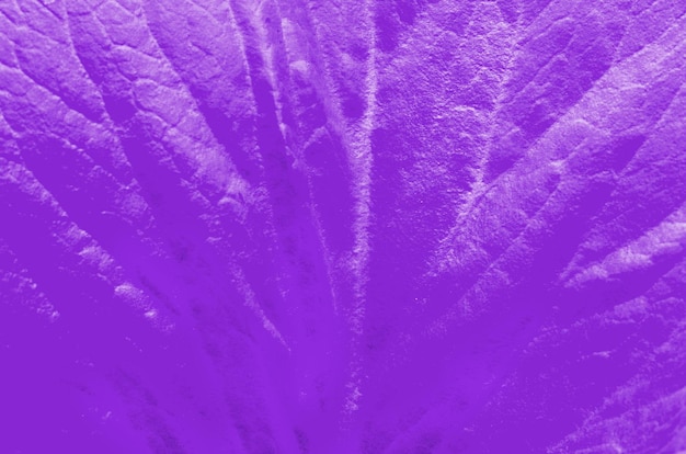 Tekstura purpurowego liścia zbliżenie rośliny Idealne tło dla Twojej prezentacji