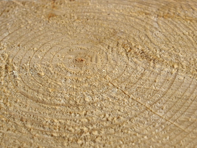 Tekstura słojów drewna