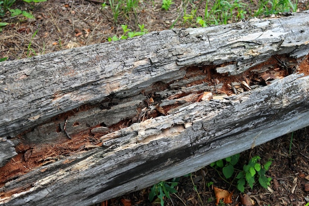 Tekstura starego zbliżenia zgniłego drewna