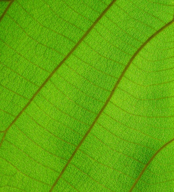 Tekstura struktury zielonej komórki naturalnego tła liści