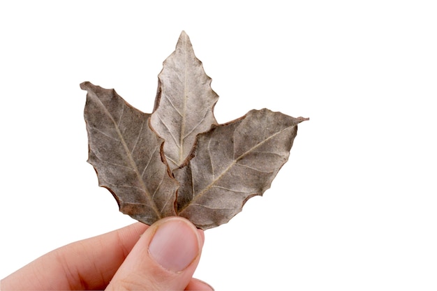 Tekstura suchego liścia lub tła liści Charakter suchych liści Drzewo pozostawia charakter tła