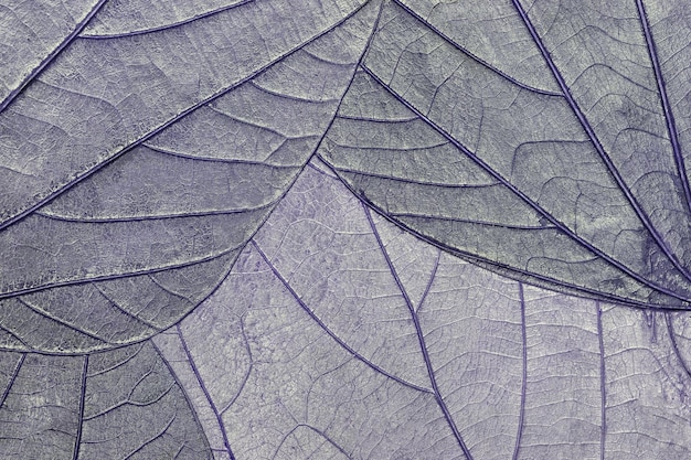 Tekstura suchych fioletowych liści organicznych tła makro Struktura niebieskiego naturalnego liścia z wzorem Abstrakcyjne tło
