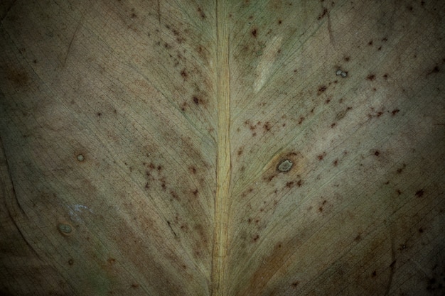 Tekstura suchych liści