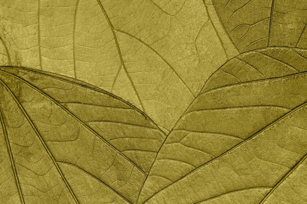 Tekstura suchych zielonych jesiennych liści organicznych tła makro Struktura naturalnego liścia oliwnego z wzorem