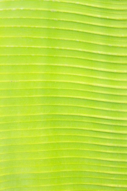 Zdjęcie tekstura świeżego liścia makro w tle