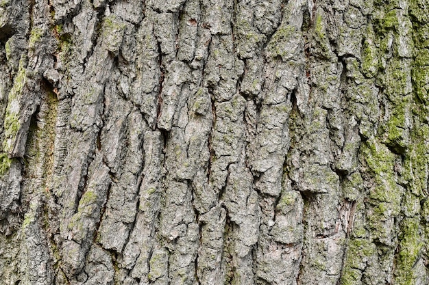 Tekstura tło w postaci kory drzewa