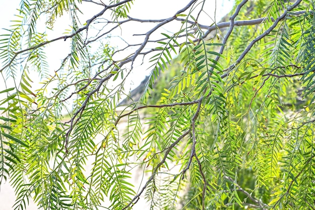 Tekstura Tło Zielony świeżych Liści Botanika. Liście Ekologiczne Eko Tapety