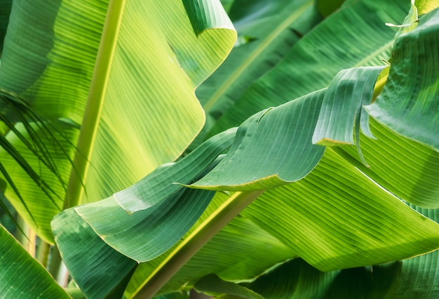Tekstura tropikalnych liści bananowca, duże liście palmowe natura jasne zielone tło