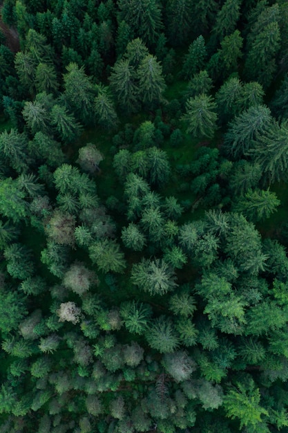 Tekstura widok lasu z góry, widok z lotu ptaka góry lasu, zdjęcie panoramiczne nad szczytami lasu sosnowego