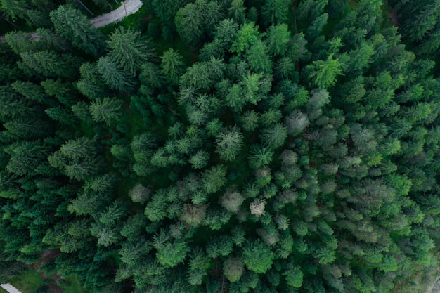 Tekstura widok lasu z góry, widok z lotu ptaka góry lasu, zdjęcie panoramiczne nad szczytami lasu sosnowego