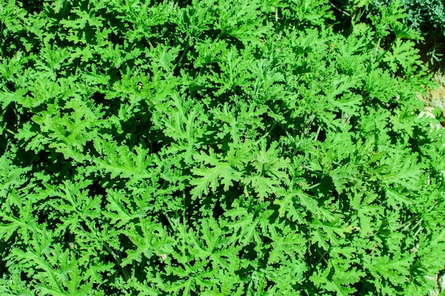 Tekstura wielu świeżych pięknych liści zielonej rośliny Naturalne tło