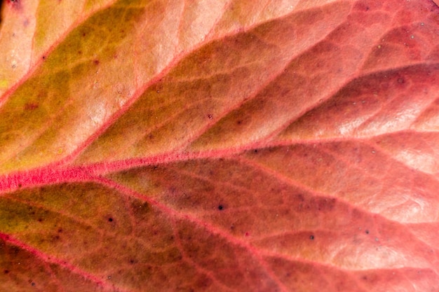 Zdjęcie tekstura z bliska jesień bordowy liść. naturalne tło roślinne