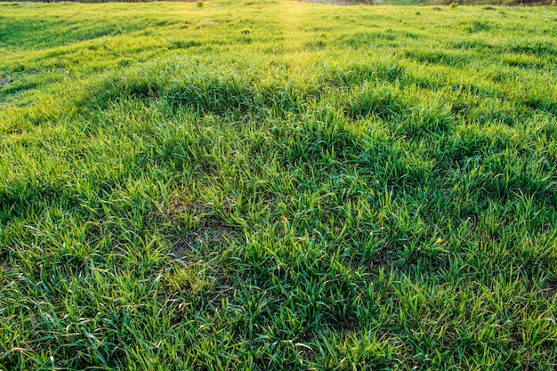 Zdjęcie tekstura zielona trawa