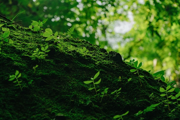 Tekstura zielonego mchu i liści na kamiennym tle