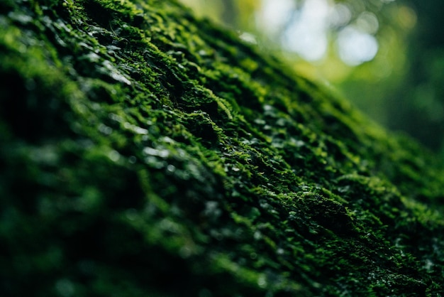 Tekstura zielonego mchu i liści na kamiennym tle