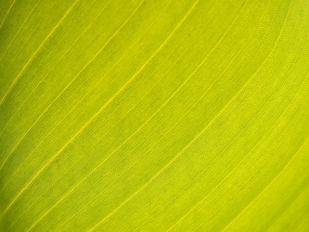 Tekstura zielony liść jako tło