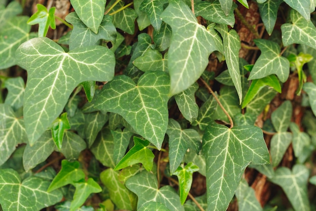 Tekstura zielony liść