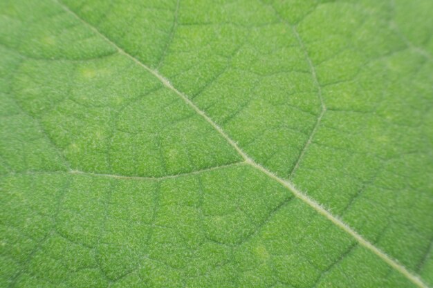 Tekstura zielony liść