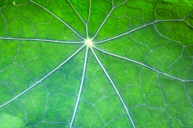 Tekstura zielonych liści nasturcji Naturalne tło makrofotografii
