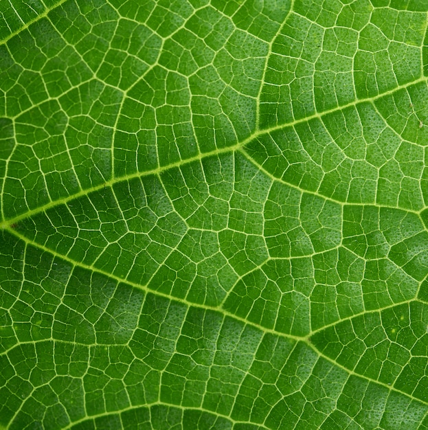 Tekstura zielonych liści ogórka, bliska, pełna klatka