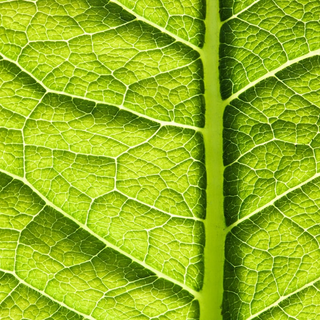Tekstura zielonych liści. Streszczenie tło wiosna