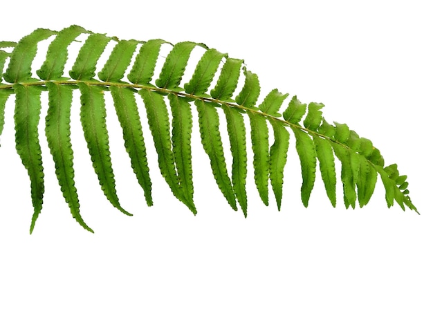 Tekstura zielonych liści Zielone liście Polypodiophyta na białym tle
