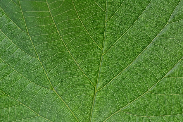 Tekstura zielonych liści