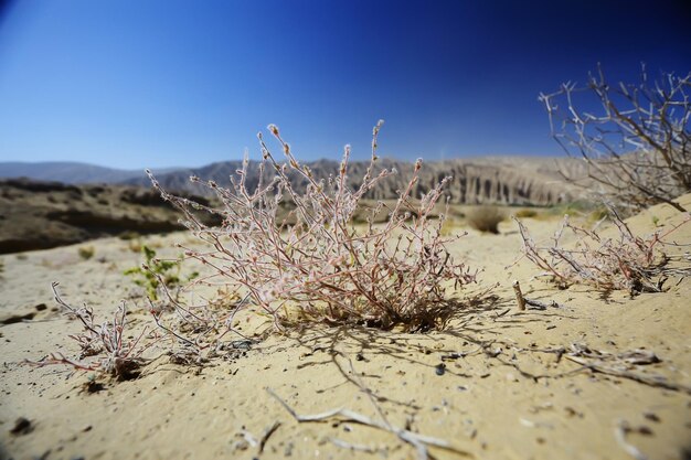 Zdjęcie tekstura ziemia pustynna wydmy piaskowe barkhan, pustynie